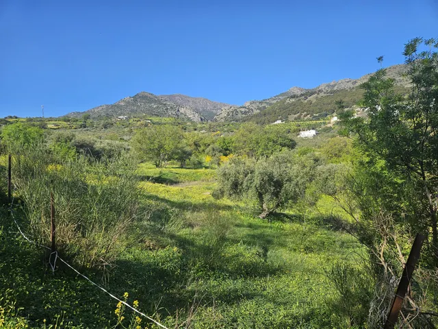 Finca rústica con olivos y cuadra en Casarabonela (Málaga) - foto 5