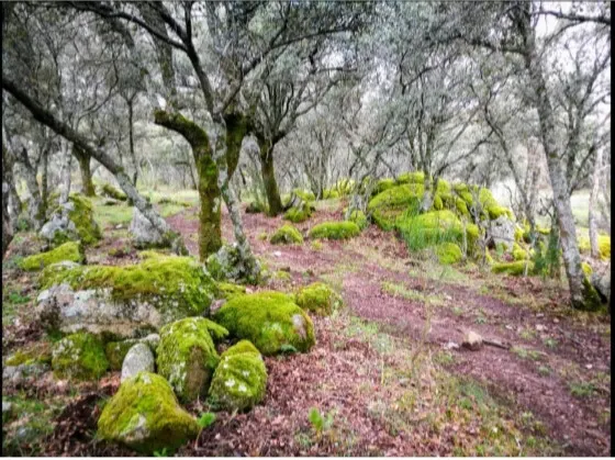 Oportunidad única: Finca rústica de 35.000 m2 en Fresnedilla - foto 3