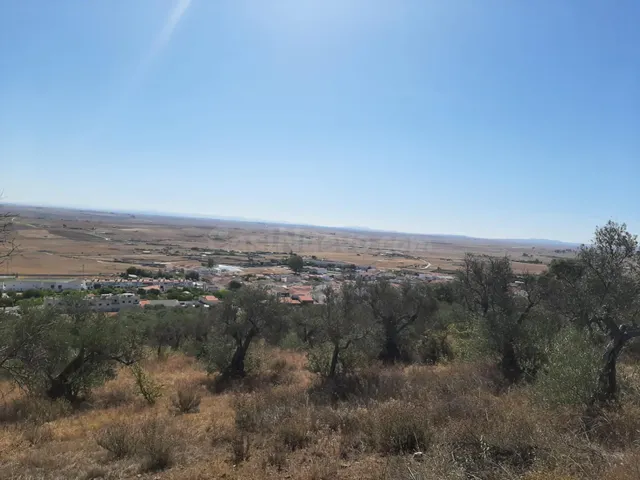Precioso Olivar en Sierra de Fuentes - foto 4