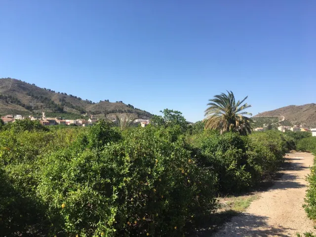 SE VENDE TERRENO PLANTADO DE LIMONEROS — 16