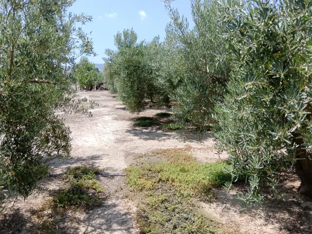 Se vende finca en Huércal-Overa, El Saltador!!!! — 8
