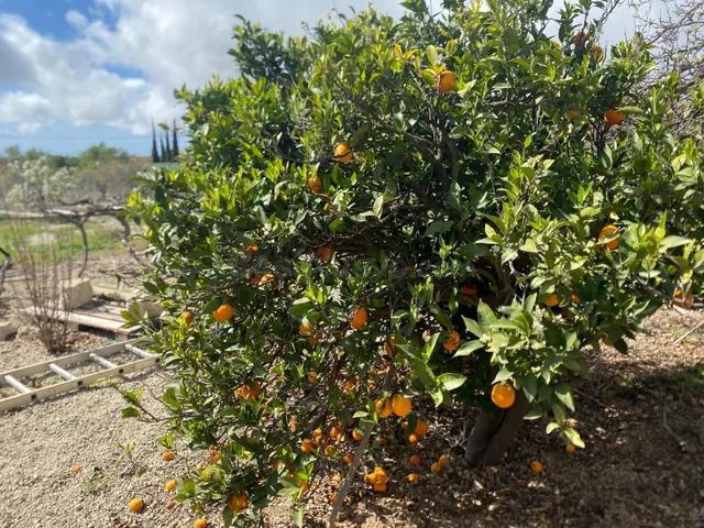 Gran oportunidad de negocio en Granadilla de Abona. - foto 3