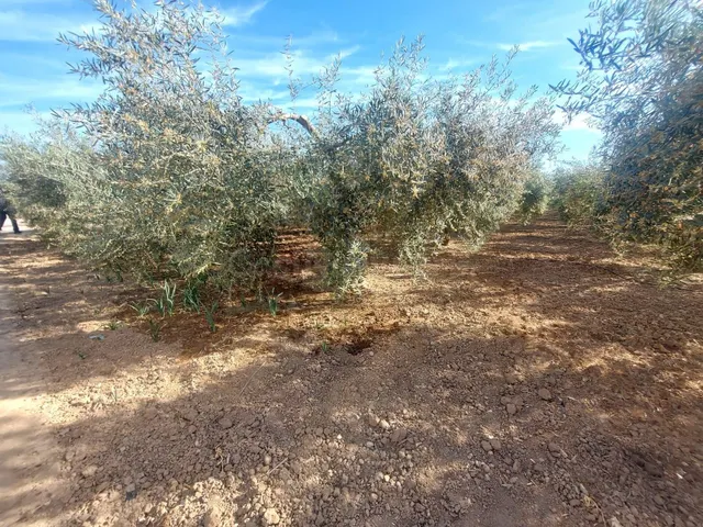 Terreno en venta en paraje Los Patas Chicos, Balsapintada — 2