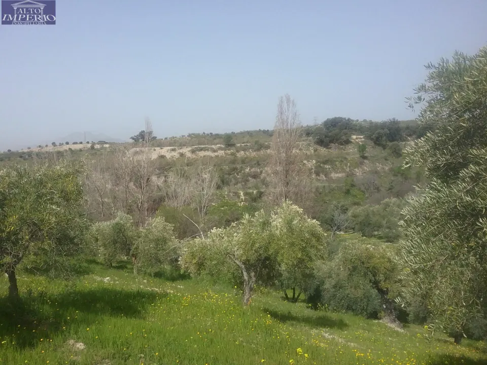 OLIVAR EN EL FARGUE. Paraje Aynadamar