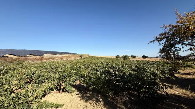 FINCA DE VIÑEDOS Y ÁRBOLES FRUTALES EN LA PALMA DEL CONDADO HUELVA — 25