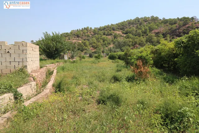 TERRENO DE 2 HANEGADAS ENTRE PETRES Y ALBALAT TARONGERS — 4