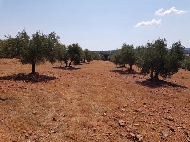 OLIVAR A LA VENTA EN VILLANUEVA DEL DUQUE — 7