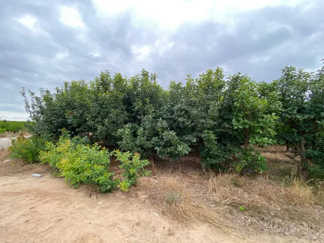 Terreno rural de kaki empeltado con manzanos - foto 5