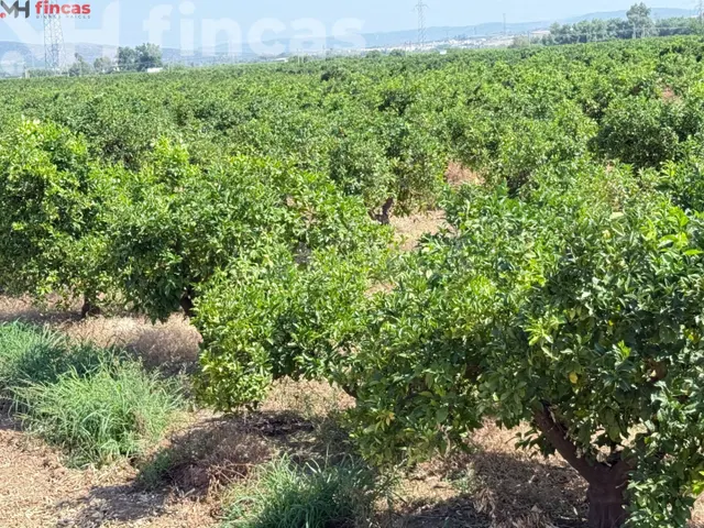 Finca de 13,7 hectáreas de cítricos en plena producción — Ag - foto 5