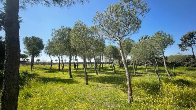 Terreno rural 10m² en alquiler - San Nicasio - foto 2