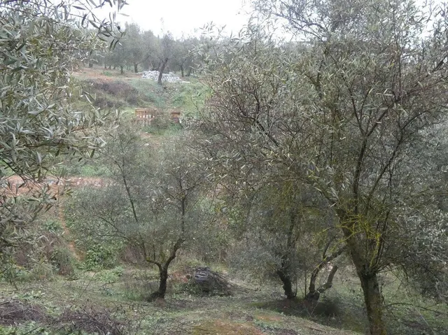 Finca rústica en Peligros – Ideal inversión o explotación ag - foto 2