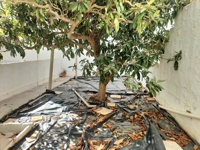 Planta baja con patio — 7