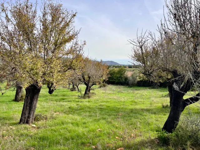 Finca rústica Campanet — 9