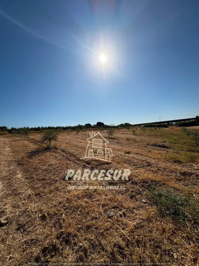 Terreno Rural de 12000 m2 en El Higuerón con Olivos y Riego  - foto 2