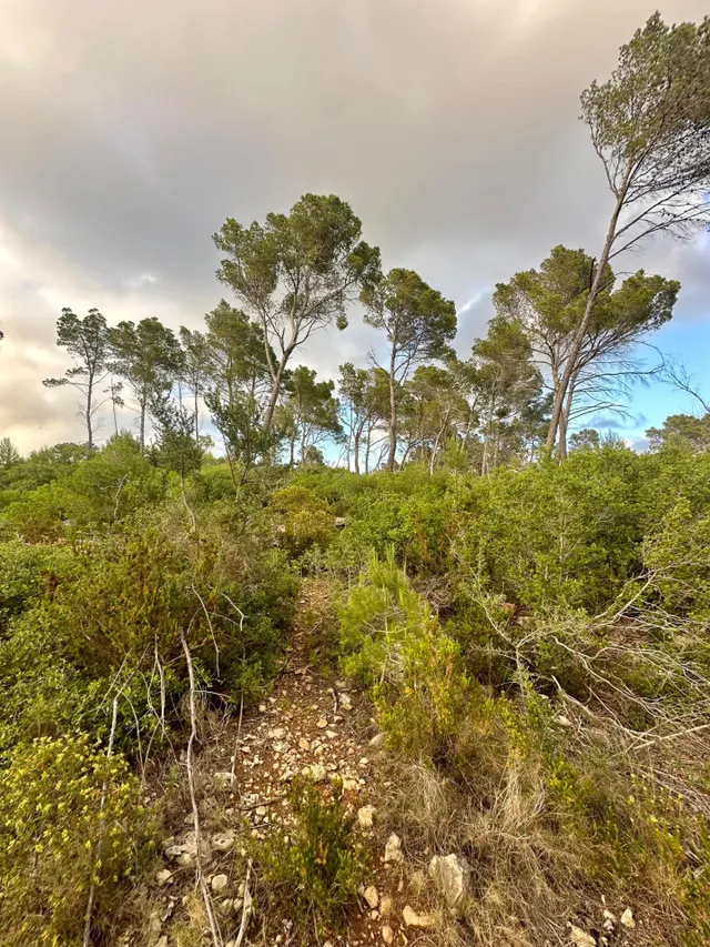 Terreno Rústico de 12.240 m2 en S’Arracó (Andratx) | Vistas al Mar, Cueva Natural y Pago Aplazado — 7