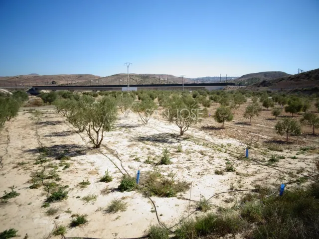 NUEVA PROPIEDAD EN VENTA DE TERRENO PLANTADO DE OLIVERAS CON - foto 2