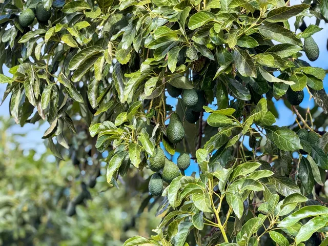 Finca rústica de AGUACATES con CONTRUCCIÓN de 37 m2 en Los Guájares (Faragüit) — 37