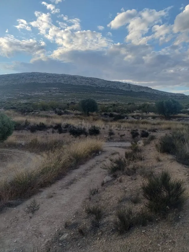 SE VENDE PARCELA EN JUMILLA - foto 4