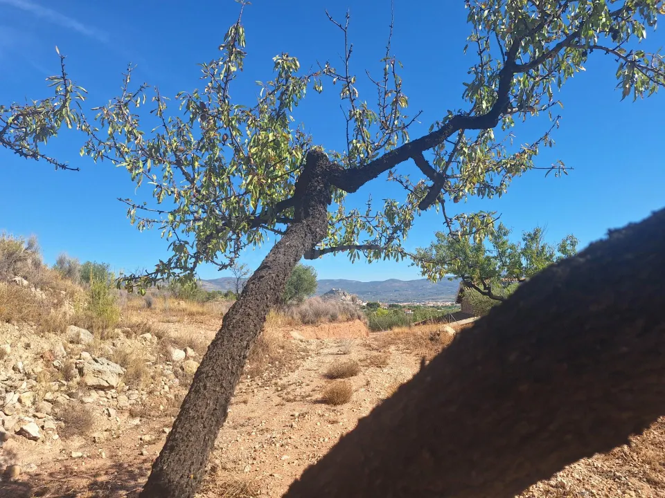 Terreno agrícola con olivos, almendros y vistas al Castillo de Castalla — 17.000 €