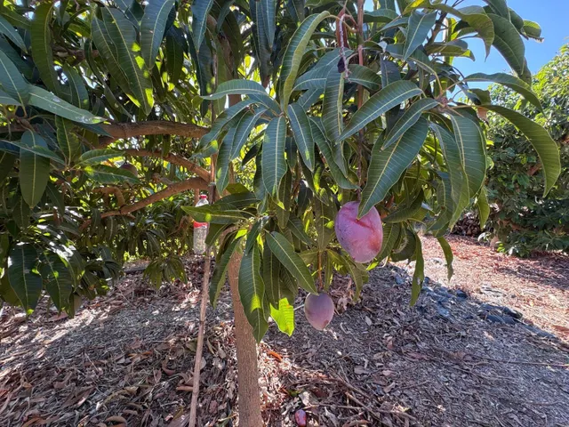 Finca rústica con cultivos y pozos propios en Vélez-Málaga — 26