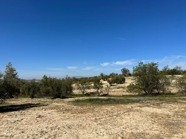 VENTA DE FINCA RUSTICA DE 6,5 HECTAREAS DE ALMENDROS Y ALGUNOS OLIVOS EN DILAR — 32