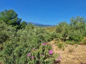 ¡Oportunidad en Jayena! Finca de Olivar con Casita y Luz Sol - foto 2