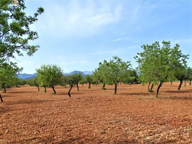 FINCA RÚSTICA BINISSALEM EDIFICABLE 40.000 M2 - foto 2