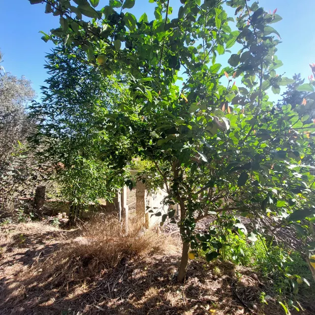 Casa con terreno en El Garruchal — 33