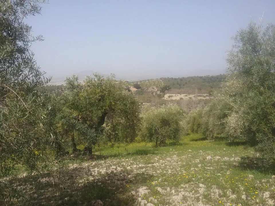 OLIVAR EN EL FARGUE. Paraje Aynadamar