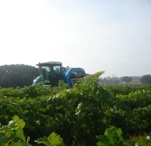 2 terrenos rústicos de uso agrario con un total de 324.946 m2 (32,49 Hectáreas) actualmente viñedos — 16