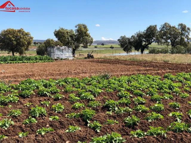 CASA CON TERRENO A ORILLAS DEL PANTANO EN PEÑARROYA - foto 4