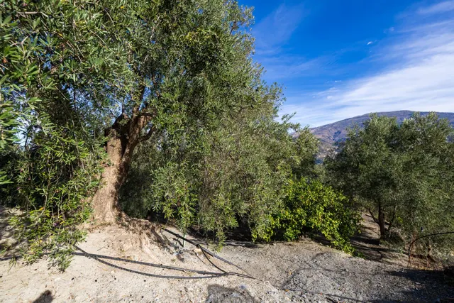 ¡Oportunidad única! Dos Fincas rústicas de mas de 15.000 m2 en total en Pinos del Valle. VENTA JUNTAS O SEPARADAS — 33