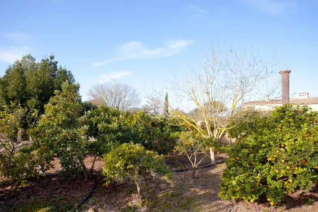 Payesia con piscina y jardín en Ariany. — 23