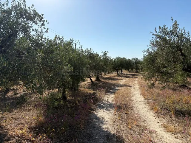 Finca rústica de olivar - foto 5