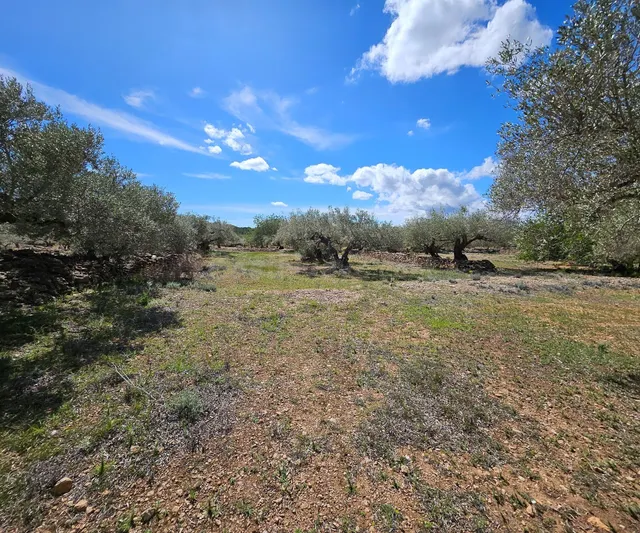 Finca Rustica de 45.344 m2, plana y plantada de olivos en producción — 3