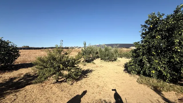 FINCA DE VIÑEDOS Y ÁRBOLES FRUTALES EN LA PALMA DEL CONDADO HUELVA — 6