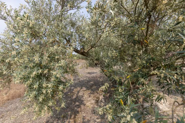Olivar en venta - JAYENA — 15