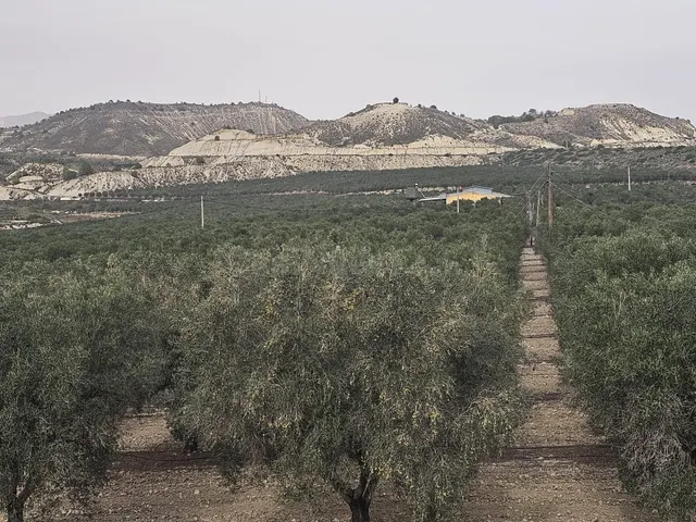 Finca con 26 hectáreas de terreno cultivado, ubicada en Torr - foto 2