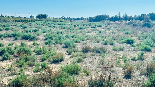 Terreno de 12.000 m2 en Perleta. — 5