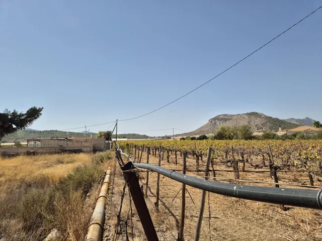 Finca con 1.200 viñas y gran potencial de desarrollo cerca de Aspe — 9