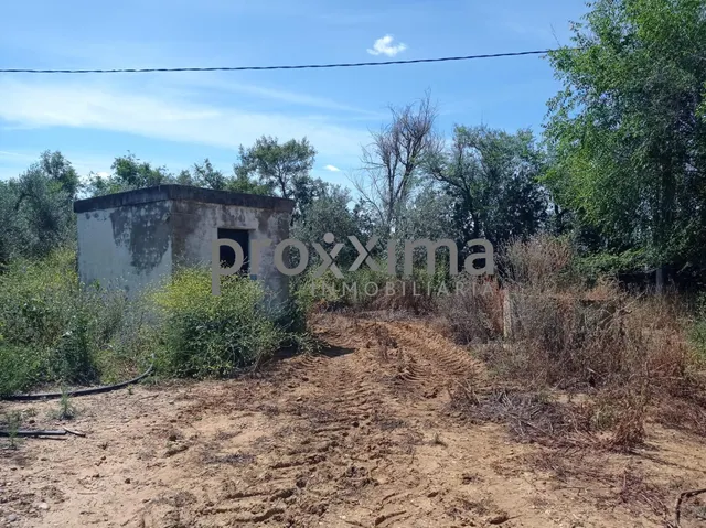 OLIVAR EN PRODUCCIÓN CON POSIBILIDAD DE CONSTRUIR VIVIENDA — 4