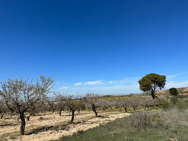 VENTA DE FINCA RUSTICA DE 6,5 HECTAREAS DE ALMENDROS Y ALGUNOS OLIVOS EN DILAR — 26