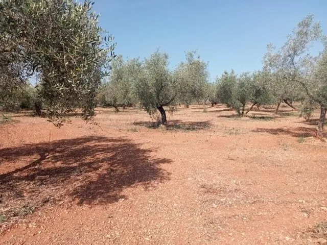 Fantástica finca con casa en la Miliana — 15