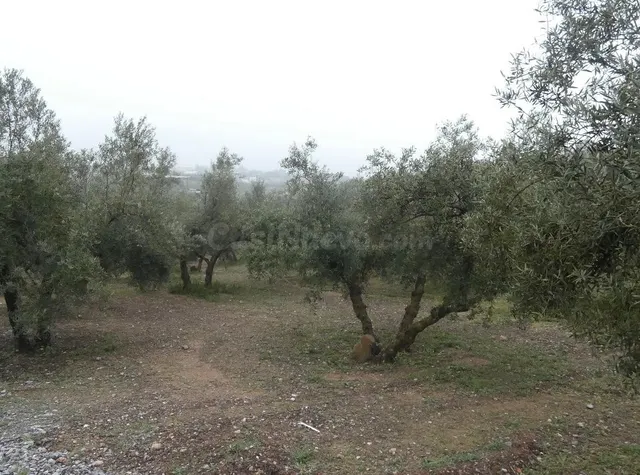 Finca rústica en Peligros – Ideal inversión o explotación agrícola — 3