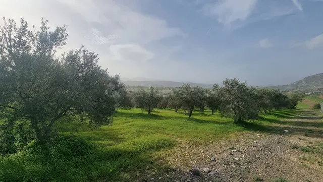 Finca rústica con olivos en Alhaurín el Grande - Costa del S - foto 3