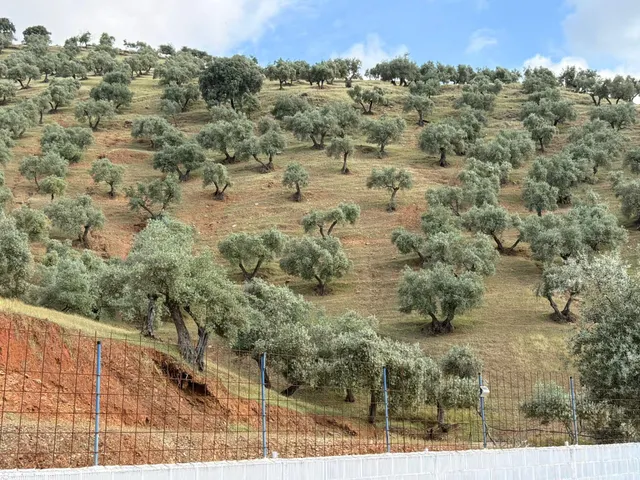 Finca rústica de 26 ha con 3.000 olivos ecológicos, cortijos y alta producción. — 19