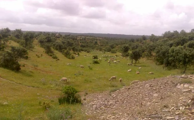 ESPECTACULAR FINCA RÚSTICA 200 HECTÁREAS PARA AGRICOLA, GANADERO, FORESTAL, CAZA EN VALVERDE HUELVA — 19