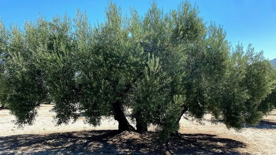 Finca de olivar cerca de Baena