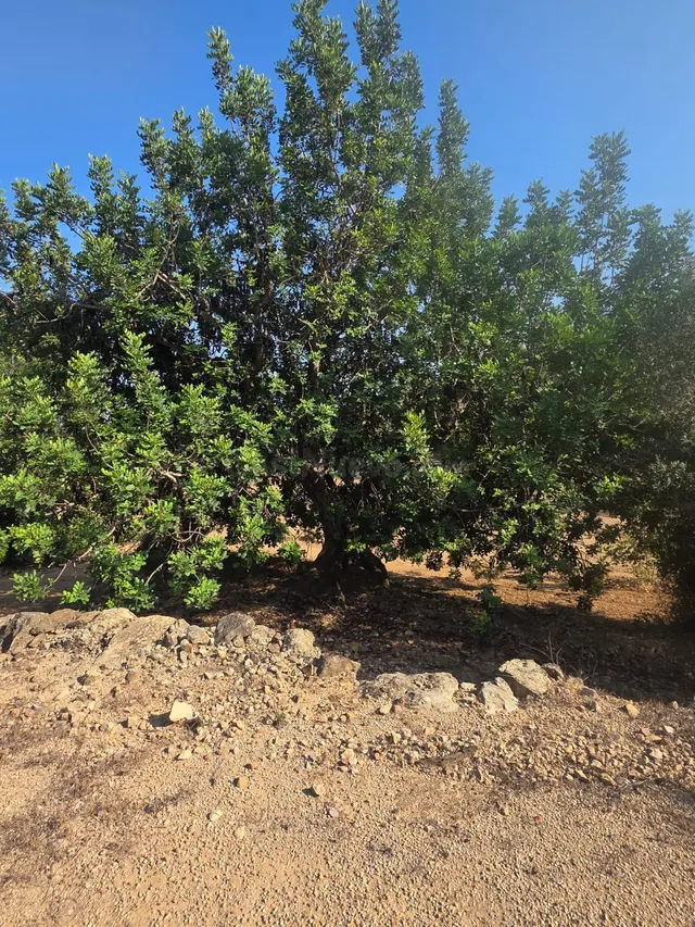 FINCA RÚSTICA MUY CUIDADA CON OLIVOS Y ALGARROBOS EN MAS DE  - foto 2