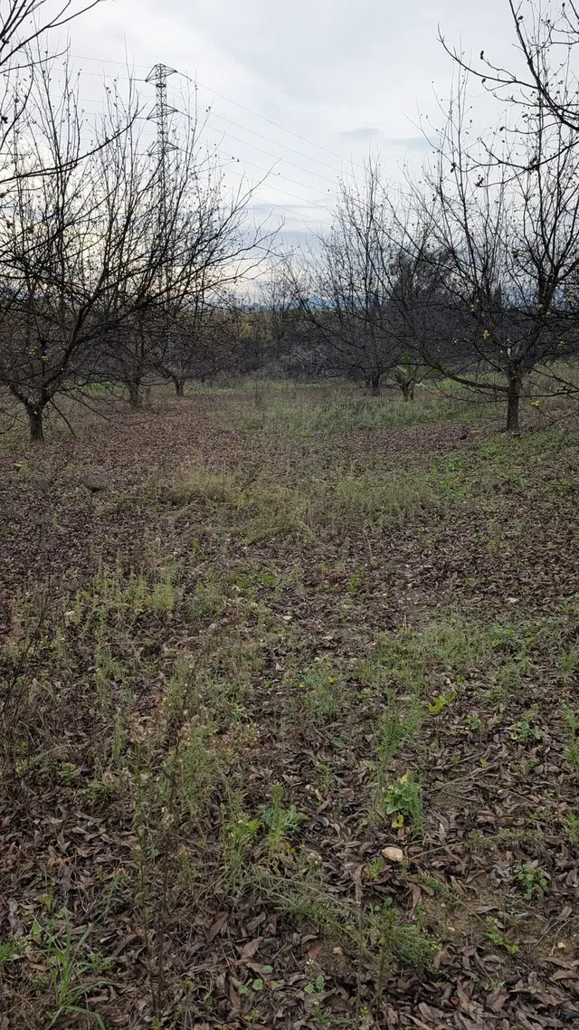 Parcela en venta - Puerto Sol-Los Almendros-El Tomillar — 25